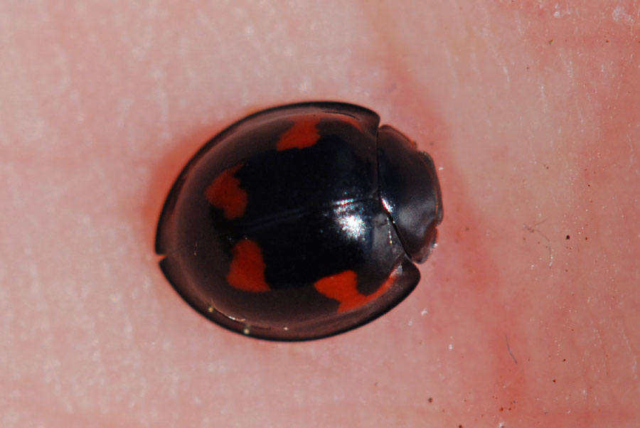 Exochomus quadripustulatus, Coccinellidae